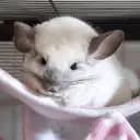 Bae's Chinchilla